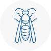 Staveley Wasp Nest Removal